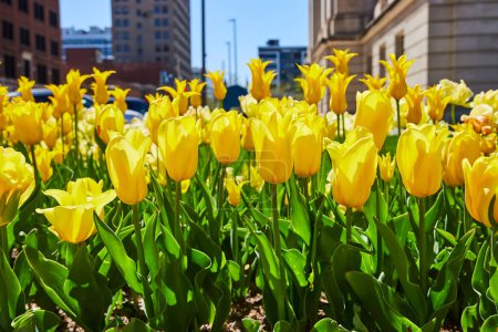 Téléchargez les photos : Des tulipes jaune vif fleurissent dans un parc urbain du centre-ville de Fort Wayne, juxtaposant architecture urbaine et sources de vitalité. - en image libre de droit
