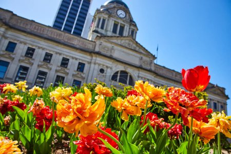 Téléchargez les photos : Des tulipes éclatantes fleurissent devant le palais de justice historique de Fort Waynes, symbole de renouveau urbain et de fierté communautaire. - en image libre de droit