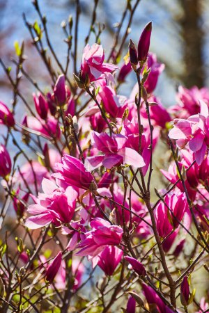 Leuchtende Magnolienblüten sonnen sich in Fort Wayne im Sonnenlicht und fangen die Essenz des Frühlings und der Erneuerung ein.