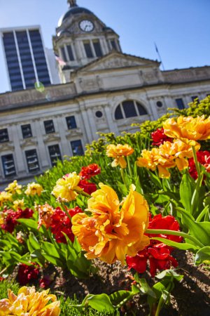 Téléchargez les photos : Des tulipes éclatantes fleurissent devant le palais de justice historique de Fort Waynes sous un ciel bleu clair, symbolisant la communauté et le renouveau. - en image libre de droit