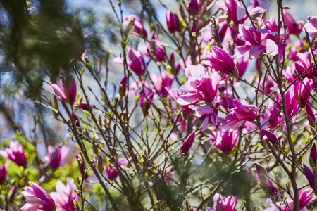Springtime in Fort Wayne: Lush pink magnolia blooms glow under sunlight at the Childrens Zoo.