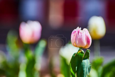 Stunning close-up of a pink and white tulip in full bloom at Fort Wayne, exuding springtime elegance and natural beauty.