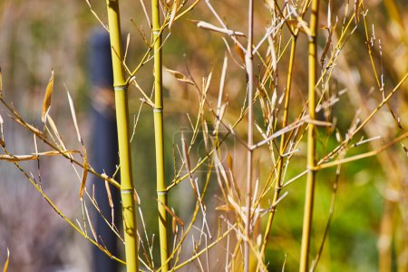Tallos de bambú iluminados por el sol en un entorno sereno, vibrante y fresco, ideal para temas de crecimiento y conciencia ecológica.