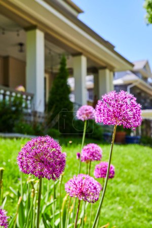 Vibrant purple alliums bloom in a lush suburban garden, showcasing springtime beauty in Fort Wayne.