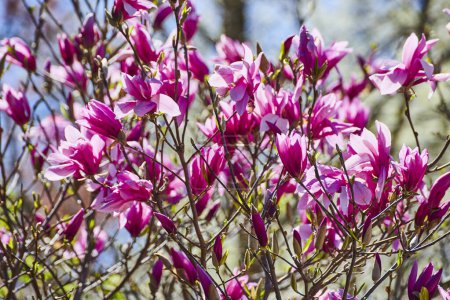 Vibrant pink magnolia blossoms in full bloom under the clear blue sky at Fort Wayne, Indiana, embodying springs renewal.