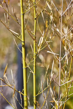 Vibrant green bamboo stalks in focus, with a soft natural backdrop, evoking tranquility and growth.