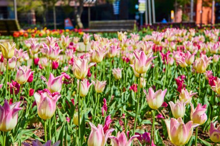 Béatitude printanière à Fort Wayne : des tulipes roses et blanches fleurissent sur fond de ville, incarnant le renouveau urbain.