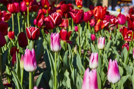 Lebendige Tulpen in voller Blüte im Botanischen Garten von Fort Wayne, die den Frühling in leuchtenden Farben präsentieren.