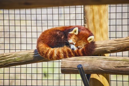 Roter Panda schläft auf einem Balken im Fort Wayne Childrens Zoo, Indiana, und zeigt die heitere Schönheit der Tierwelt.