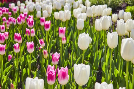 Splendeur printanière à Fort Wayne : rangées luxuriantes de tulipes roses et blanches sous un ciel bleu clair
