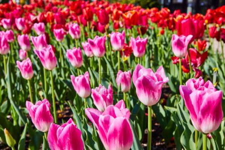 Vibrant tulip garden in Fort Wayne, Indiana, bursting with pink and red blooms during spring.