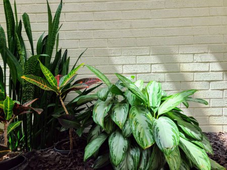 Serene urban garden in Fort Wayne with lush snake plants and vibrant tropical foliage against a white brick wall.