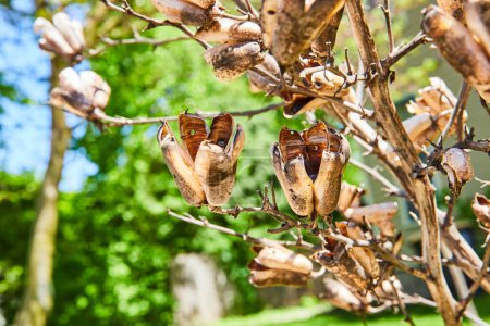 Yucca seed pods stand out in a historic Fort Wayne garden, highlighting natures cycles and beauty.