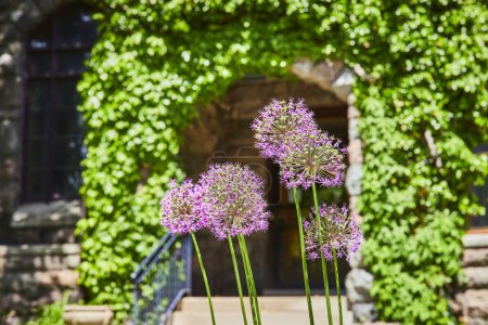Purple alliums flourish in front of ivy-clad stone in historic Fort Wayne, capturing timeless natural beauty.