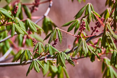 Vibrant spring foliage and budding flowers on a buckeye tree, captured in the serene setting of Fort Wayne, Indiana.
