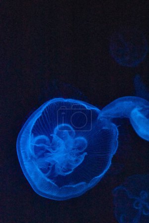 Ethereal jellyfish illuminate the depths at Fort Wayne Childrens Zoo, Indiana, showcasing natures tranquil beauty.