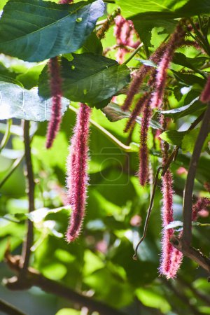 Vibrant pink catkins and lush green leaves sparkle under the sunny midday light at Fort Wayne Zoo.