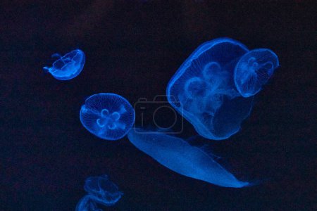 Ethereal jellyfish float in a luminous blue abyss at Fort Wayne Childrens Zoo, Indiana.
