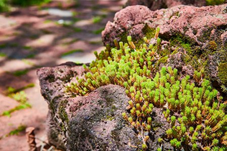 Mousse verte vibrante sur un rocher accidenté, mettant en valeur la résilience et la beauté naturelle dans un écosystème forestier.