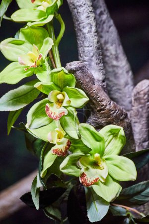 Close-up of a unique green orchid in a serene botanical setting, Fort Wayne, showcasing natures intricate artistry.