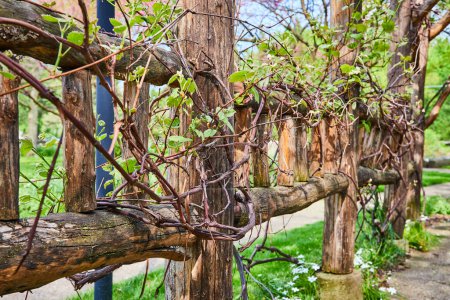 Rustic wooden fence with climbing vines in Warsaw Biblical Gardens, perfect for spring garden themes.