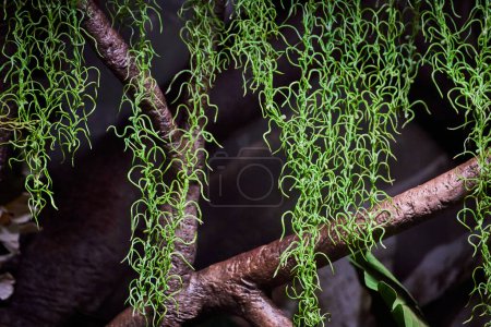 Saftig grüne Ranken fallen aus knorrigen Zweigen und zeigen Wachstum und Vitalität in botanischem Ambiente.