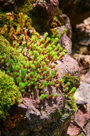 Üppiges Sedum gedeiht auf einem moosigen Vulkangestein und zeigt die Widerstandsfähigkeit der Natur in einer lebendigen Nahaufnahme.