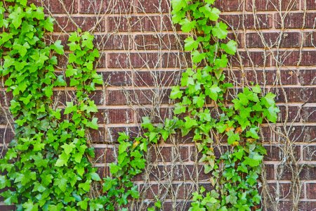 Vibrant ivy thrives on a weathered brick wall in Fort Wayne, symbolizing natures reclaiming of urban spaces.