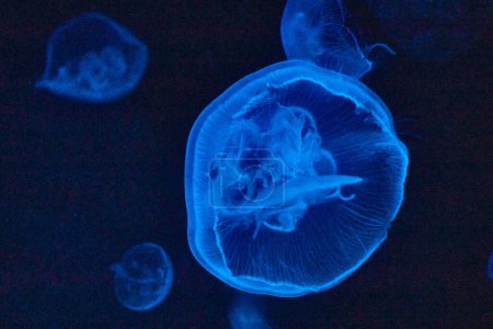 Ethereal blue jellyfish float serenely in the dark waters of Fort Wayne Childrens Zoo, Indiana.