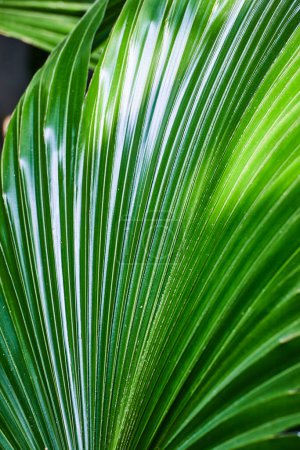 Lebendiges grünes Palmblatt mit Tau, das Wachstum und Ruhe in der Natur symbolisiert, Fort Wayne, Indiana.
