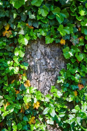 El otoño susurra en Fort Wayne: un tronco de árbol rugoso abrazado por la vibrante hiedra, que simboliza la resiliencia y el crecimiento.