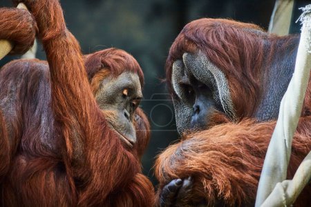 Zärtlicher Moment zwischen zwei Sumatra-Orang-Utans im Fort Wayne Childrens Zoo, Indiana, bei der Vorstellung des Artenschutzes.