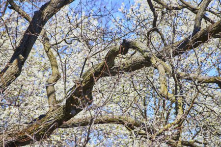 Early spring bloom on a gnarled tree at Fort Wayne, Indiana, under a clear blue sky, symbolizing renewal.