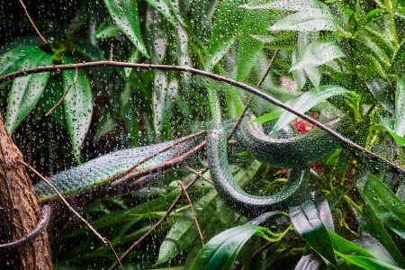 Rain-kissed snake coils on a branch at Fort Wayne Childrens Zoo, capturing the essence of a thriving rainforest.