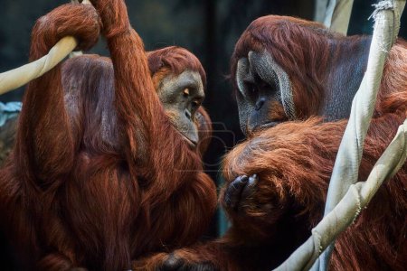 Téléchargez les photos : Moment intime entre les orangs-outans de Sumatra au zoo de Fort Wayne Childrens, capturant les liens familiaux et la conservation. - en image libre de droit