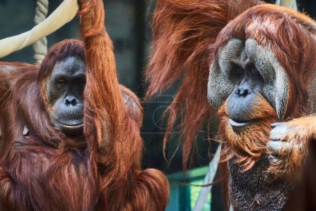Zwei beschauliche Sumatra-Orang-Utans im Fort Wayne Childrens Zoo, Indiana, umrahmt von ihrem naturalistischen Lebensraum.