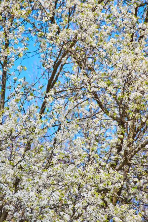 Spring blossoms in full bloom against a clear blue sky at Fort Wayne, Indiana.
