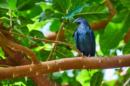 Vivid blue starling perches amid lush greenery at Fort Wayne Childrens Zoo, Indiana, embodying serene natural beauty.