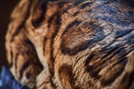 Close-up of a Bengal cat striped fur, showcasing natures art in Fort Wayne, Indiana.