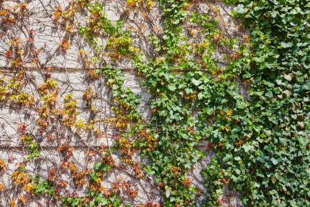 Téléchargez les photos : Le lierre luxuriant orne un mur texturé au centre-ville de Fort Wayne, symbolisant la croissance urbaine et les changements saisonniers. - en image libre de droit