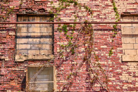 Aged brick wall in Warsaw, Indiana, showcasing urban decay and natures reclamation, perfect for historical or environmental themes.