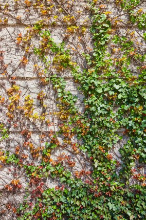 Téléchargez les photos : Ivy embrasse un mur altéré au centre-ville de Fort Wayne, symbolisant la récupération des espaces urbains par la nature. - en image libre de droit