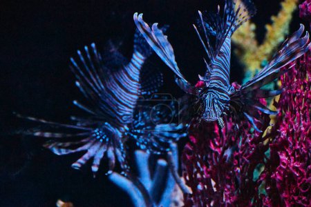 Lionfish glide through vibrant coral at Fort Wayne Childrens Zoo, Indiana, showcasing underwater majesty.