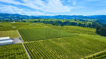 Aerial view of lush vineyards with Mount Hood in the background under a clear blue sky in Oregon. The orderly rows of grapevines and scattered farm buildings highlight modern farming in a picturesque