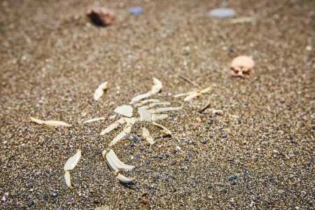 Nahaufnahme einer Krabbenschale an einem Sandstrand am Lone Ranch Beach, Brookings, Oregon. Helles Sonnenlicht unterstreicht die komplizierten Details der Krabbenreste und die körnige Beschaffenheit der Küste. Perfekt