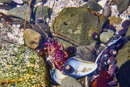 Lebendige rote und lila Krabben in einem Gezeitenpool im Chetco Point Park, Oregon. Eingefangen inmitten von felsigem Meeresboden und marinen Trümmern, die die reiche Artenvielfalt der Unterwasser-Ökosysteme der Westküsten zeigen.