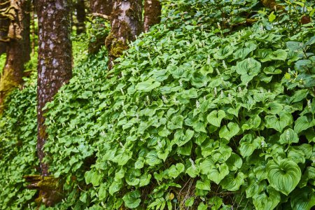 Lush green forest floor with heart-shaped wild ginger leaves and delicate white flowers in a serene temperate woodland. Moss-covered tree trunks add to the tranquil nature scene at Heceta Head
