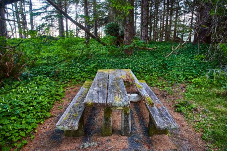 Table de pique-nique altérée dans la forêt Pacifique Nord-Ouest, entourée de feuillage vert luxuriant et de mousse. Prise à Arch Rock dans le couloir scénique de Samuel H. Boardman State, cette scène sereine évoque la solitude et