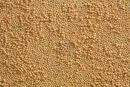Photo for A lot of raw soybeans spread out in the background. Top view. Soybeans are a breakfast special for many cultures and families - Royalty Free Image