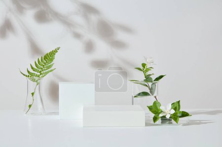 Foto de Sobre fondo blanco, dos podios en blanco exhibidos con cristalería de laboratorio de hojas verdes. Pedestal o plataforma para presentación de productos de belleza - Imagen libre de derechos